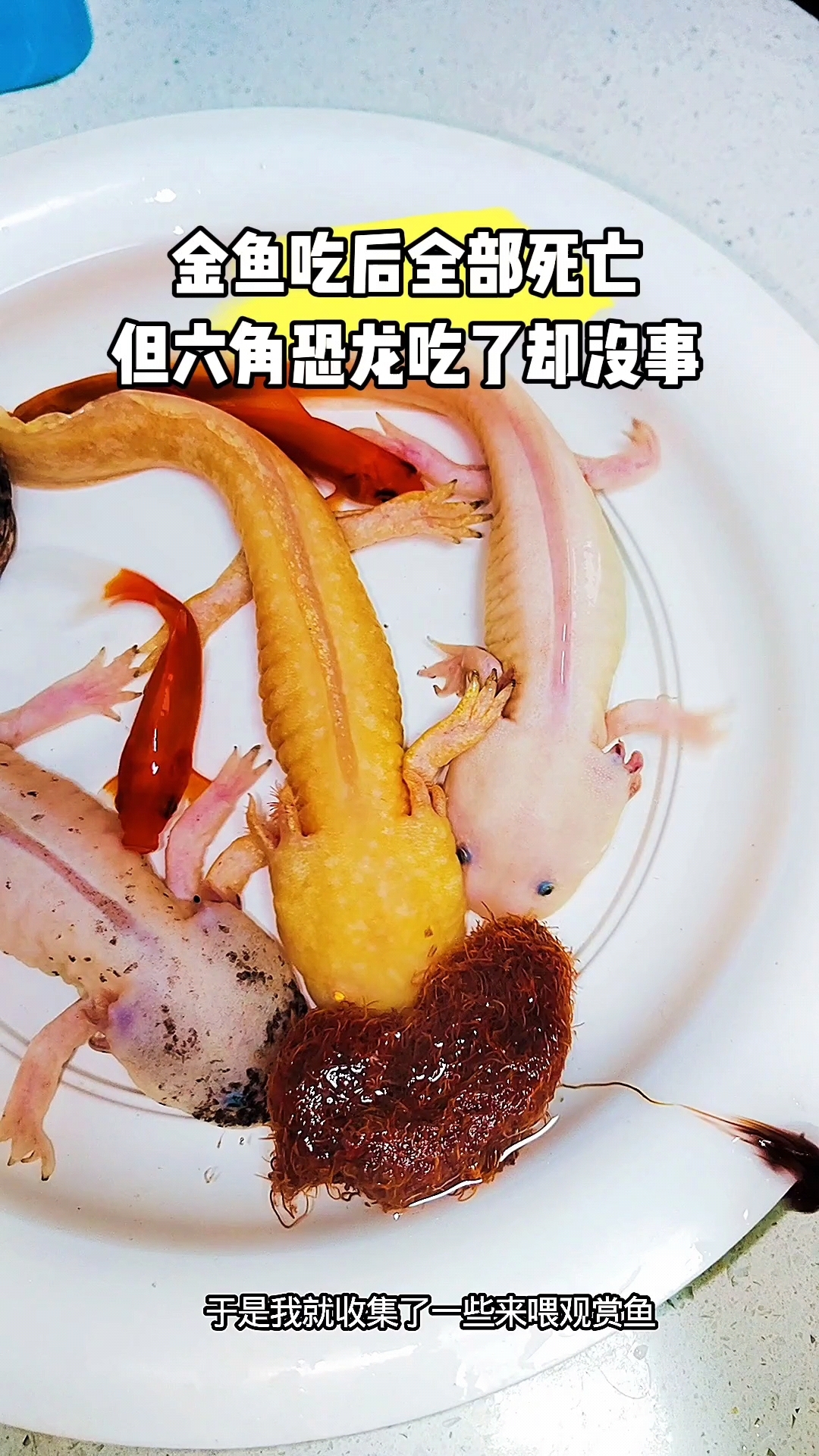 这些红色虫子到底能不能给观赏鱼吃啊？
