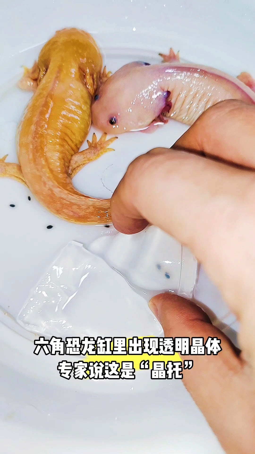 有孵化过六角恐龙的吗?在线等!
