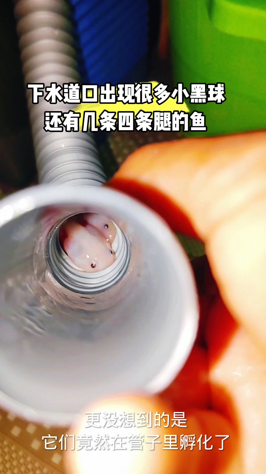 下水口出现四条腿的鱼