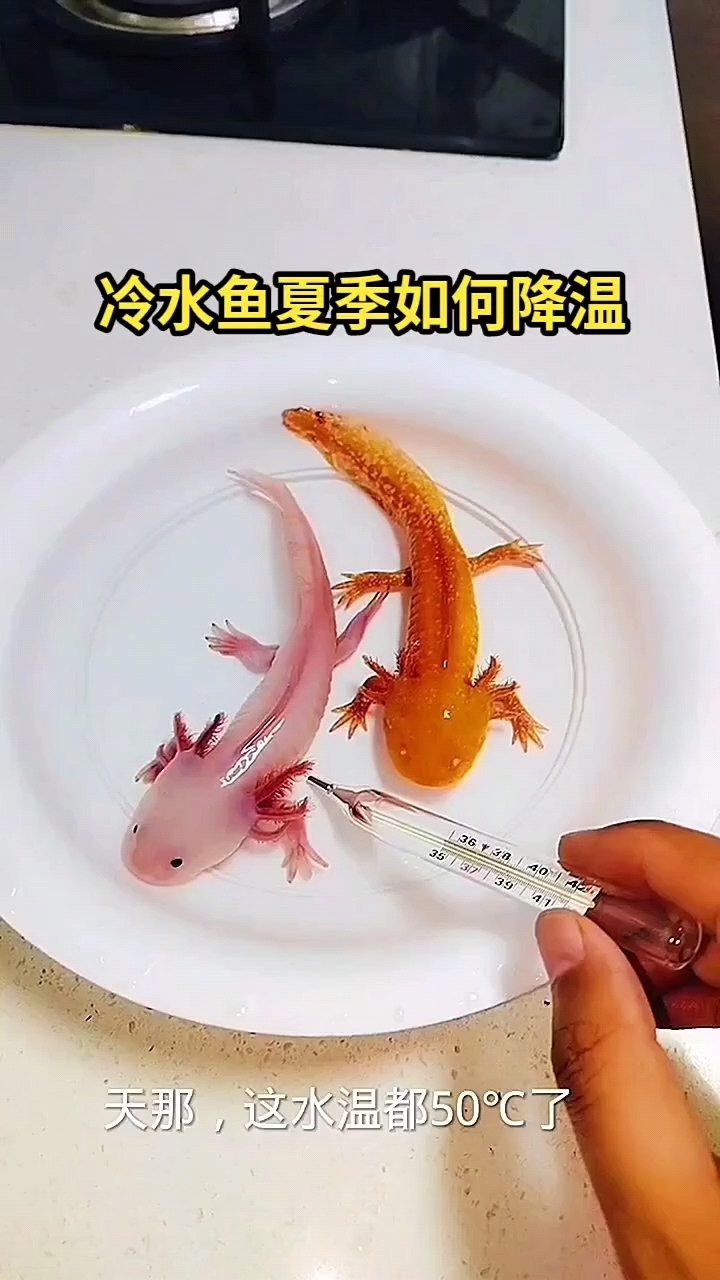 冷水鱼夏季如何降温