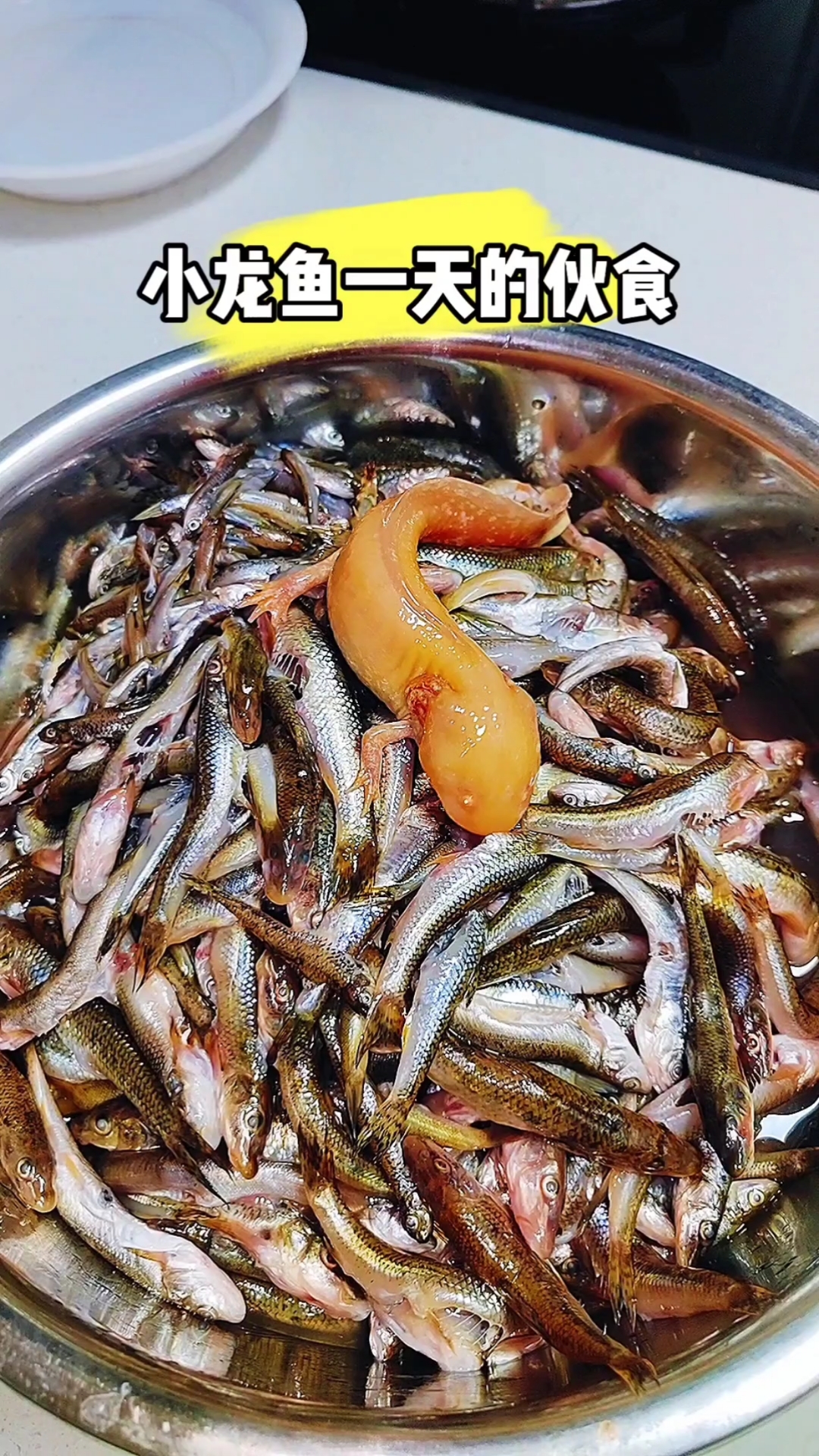小龙鱼一天的伙食