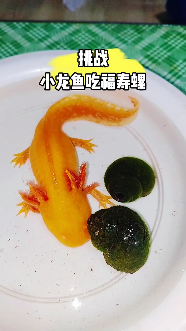 小龙鱼爱吃福寿螺