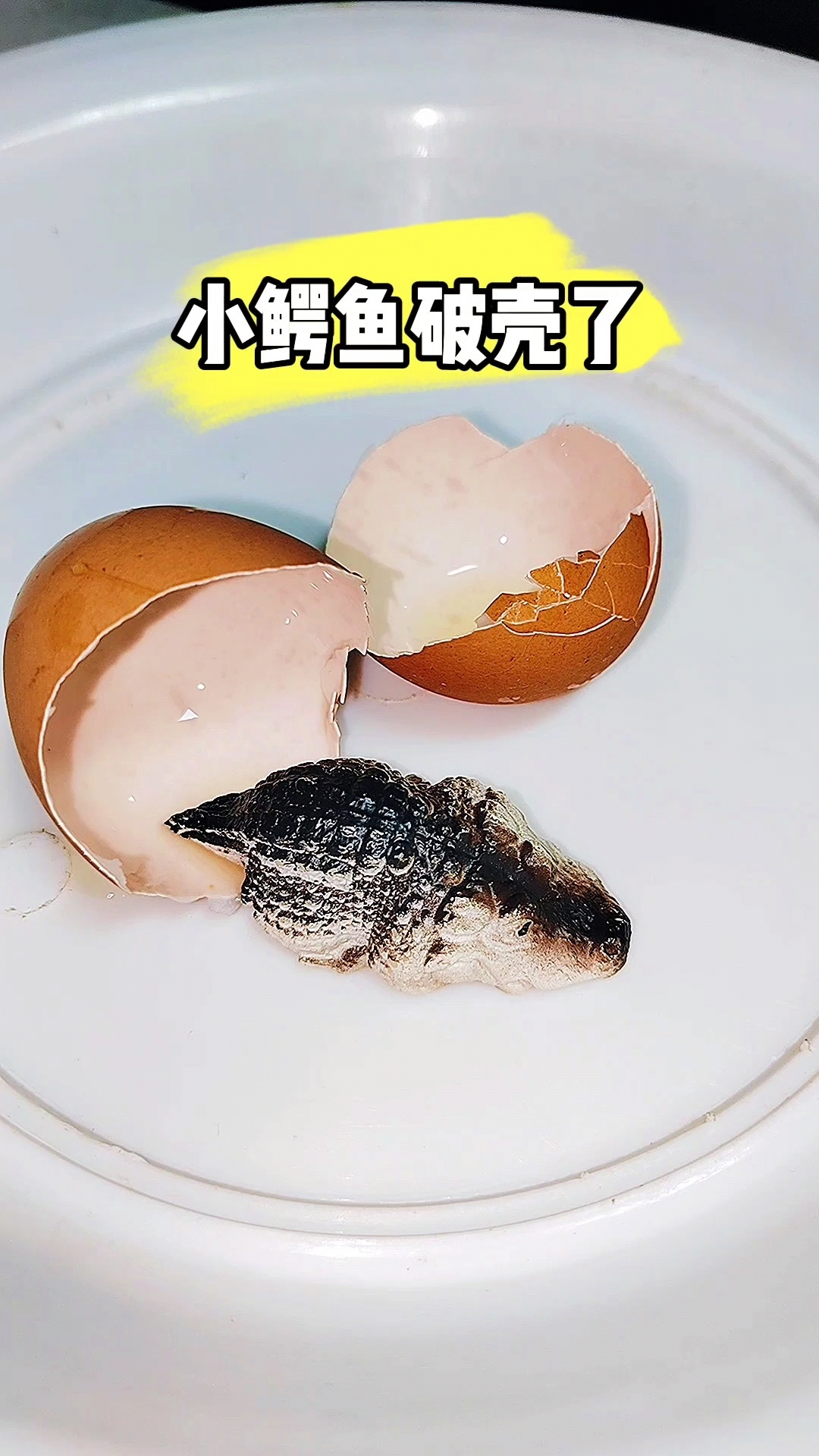 小鳄鱼终于破壳了