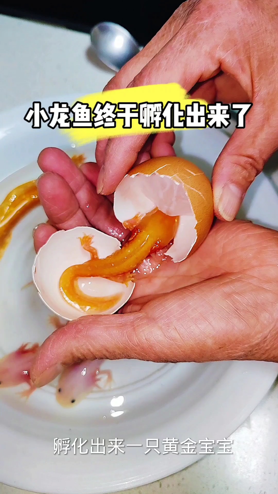 小龙鱼终于孵化出来了