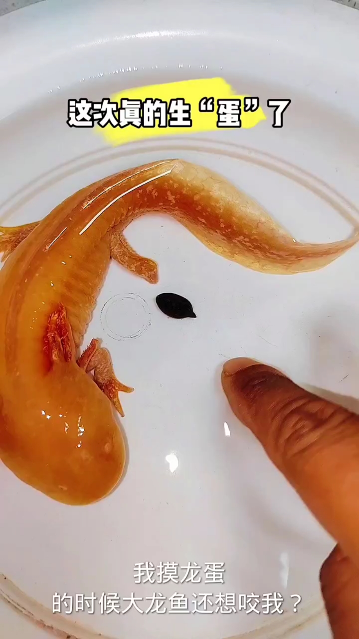 这次真的生龙蛋了