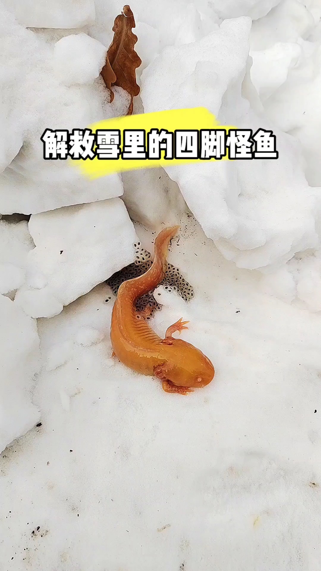 大雪里的四脚怪鱼