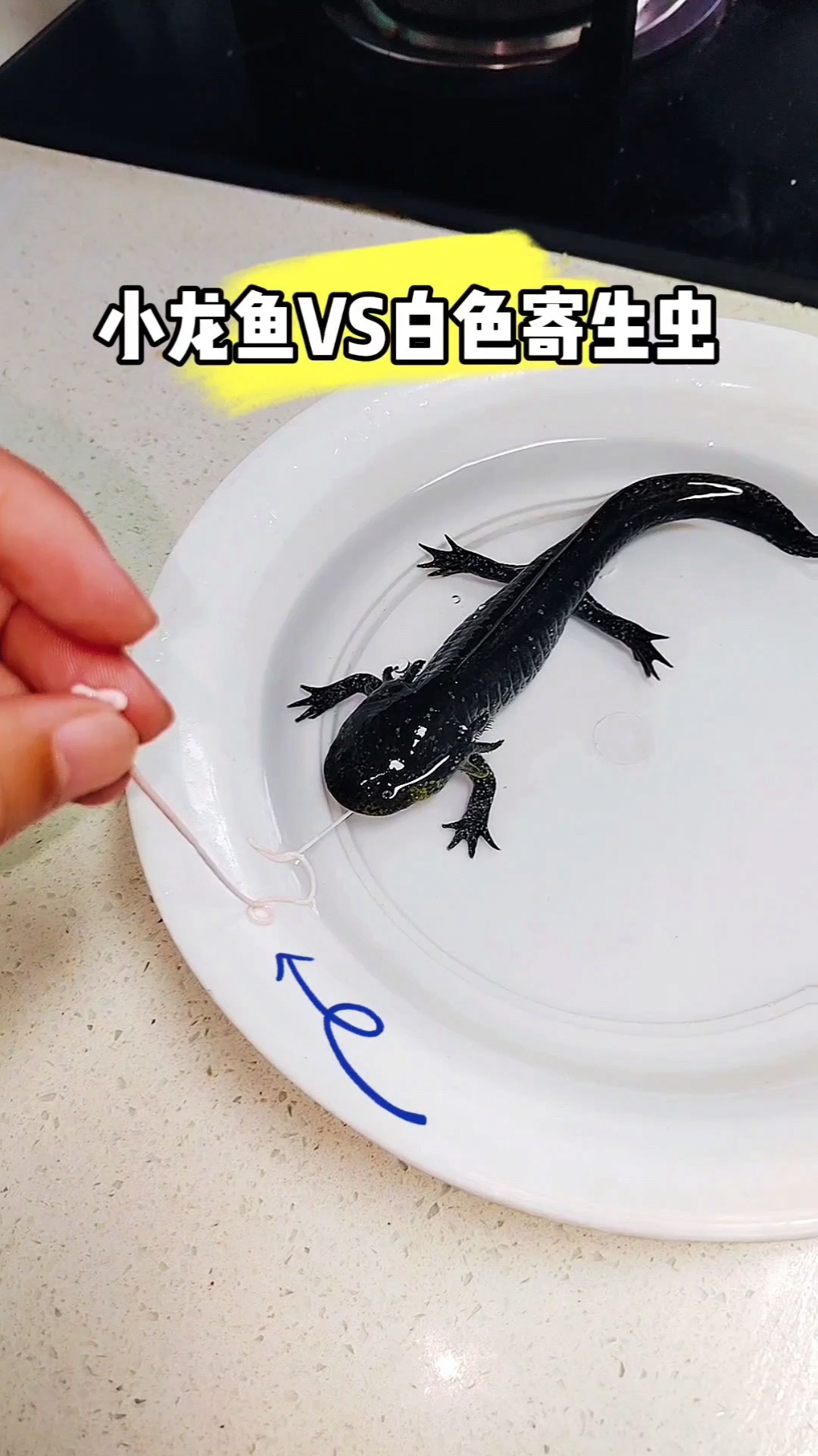 小龙鱼有不死之身,应该没事吧!