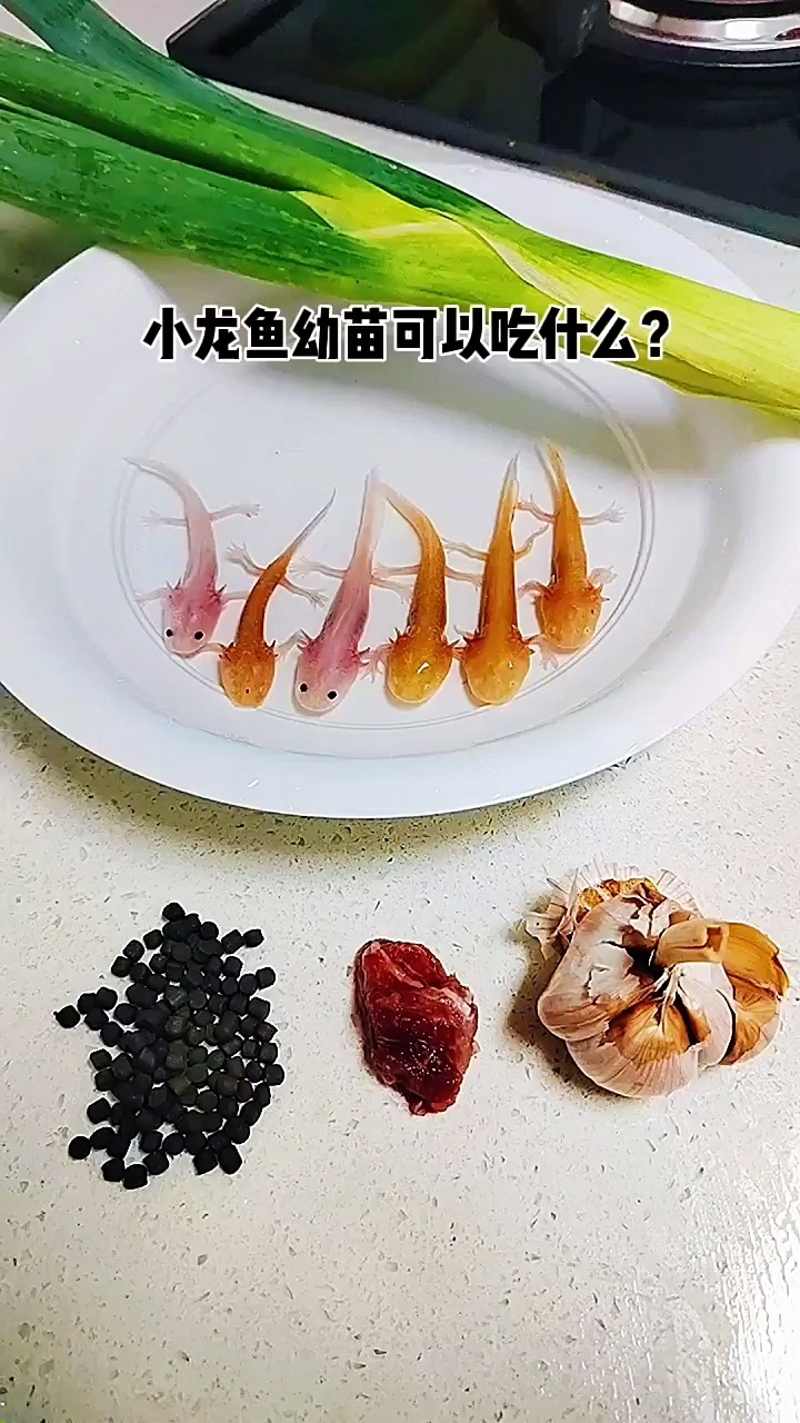 小龙鱼幼苗可以吃什么?