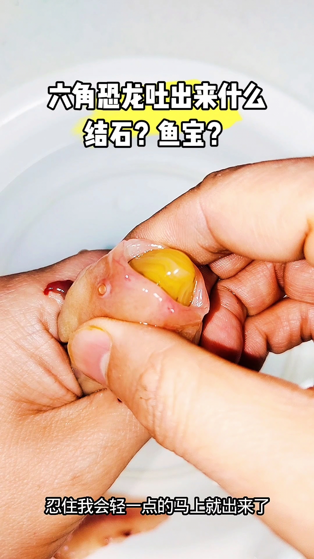 六角恐龙吐出来的是什么?结石还是鱼宝?