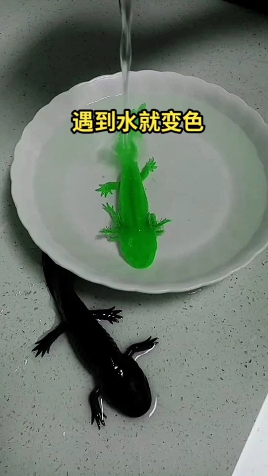 为什么黑色龙鱼不变色!