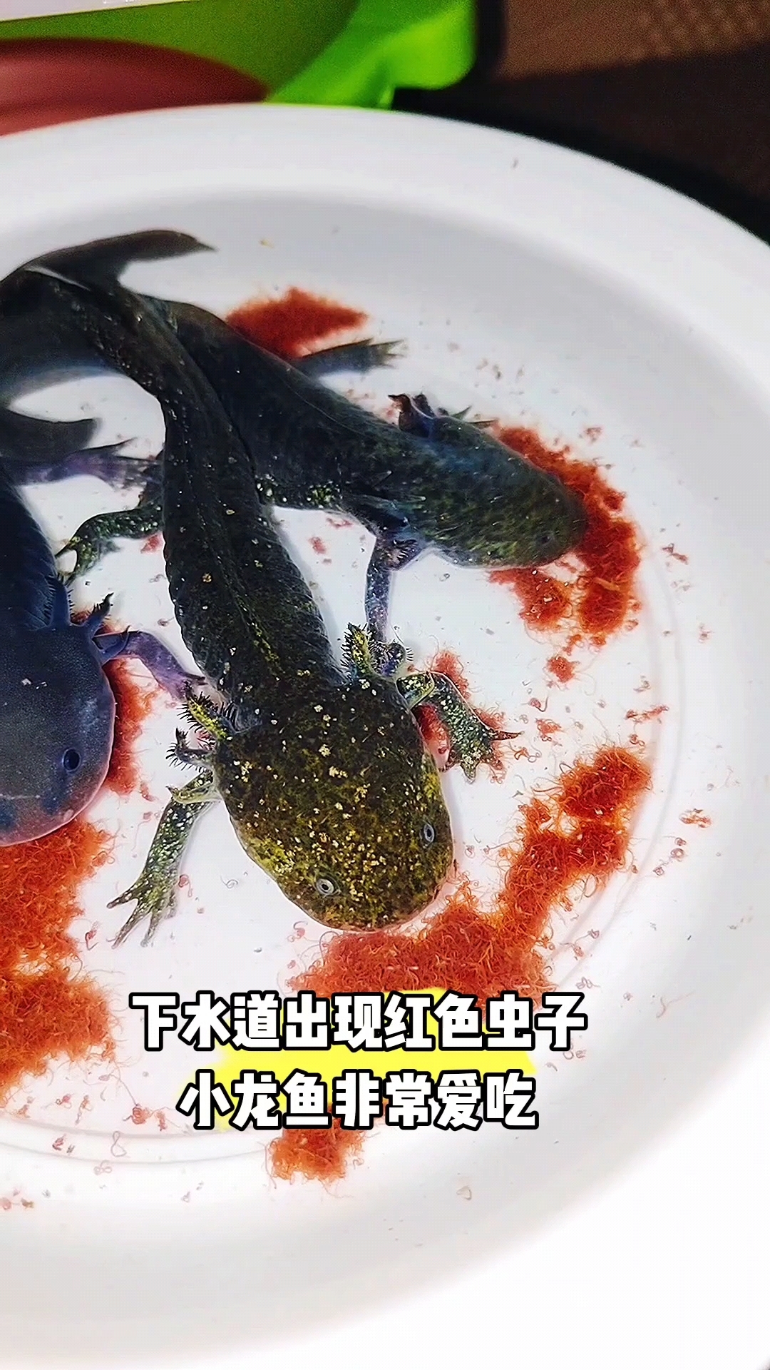 下水道又出现红色小虫子
