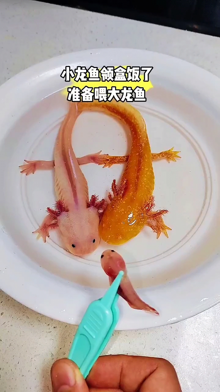 小龙鱼死了喂大龙鱼吃