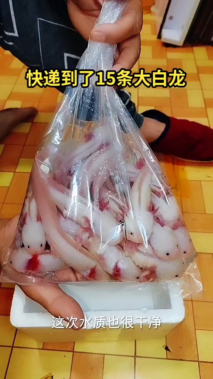 快递到了15条大白龙鱼