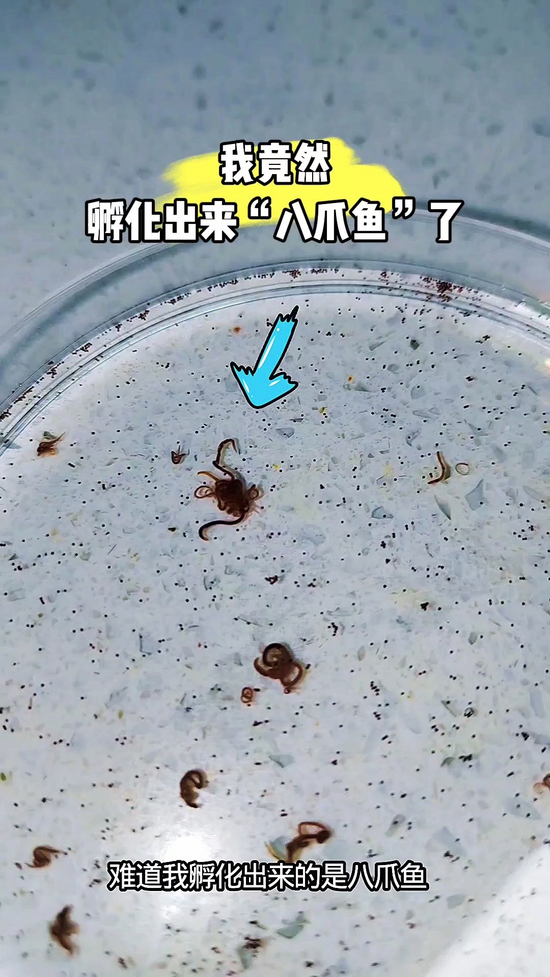这魔法鱼到底要怎么孵化啊？难道我哪个步骤操作错了吗？