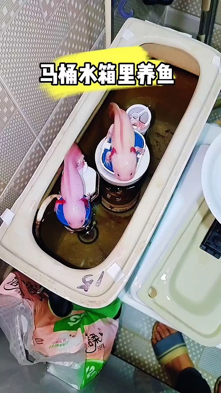 马桶水箱里养鱼!