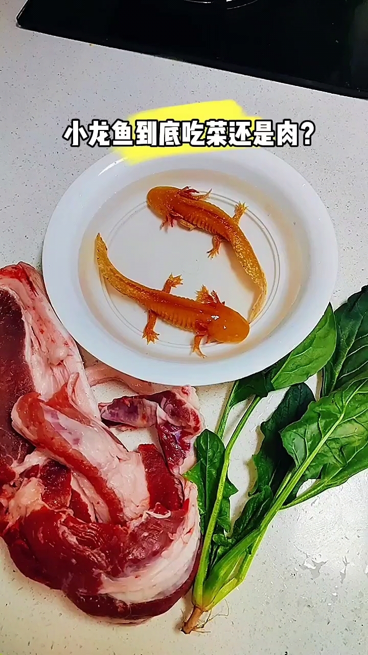 小龙鱼到底吃肉还是菜?