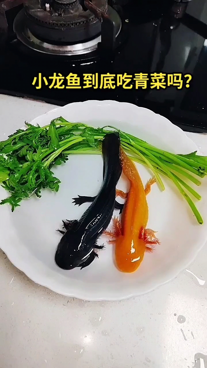 小龙鱼吃青菜吗?