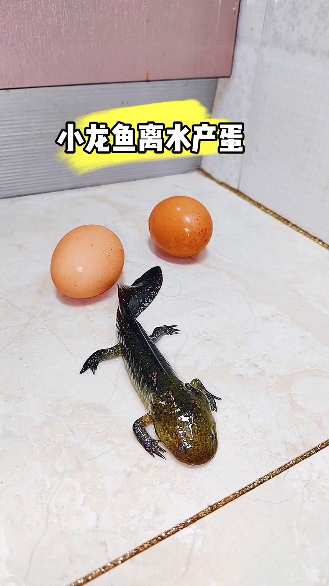 小龙鱼离开水产蛋