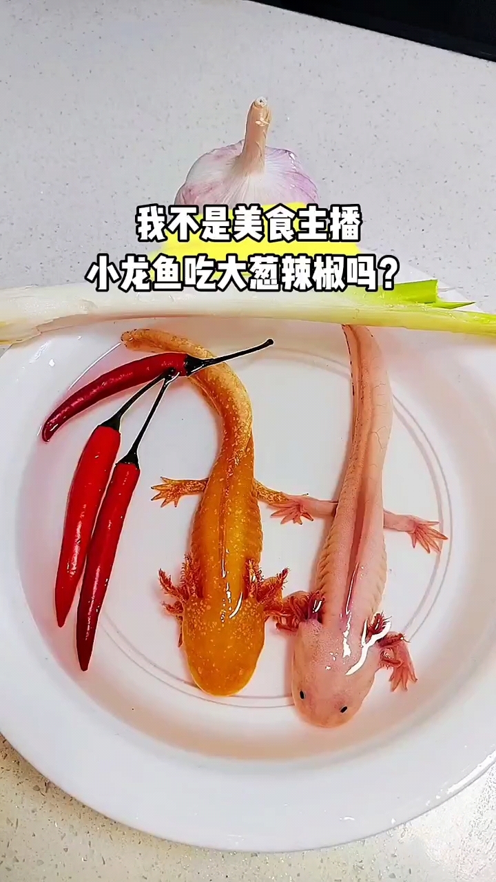 小龙鱼吃大葱辣椒吗?