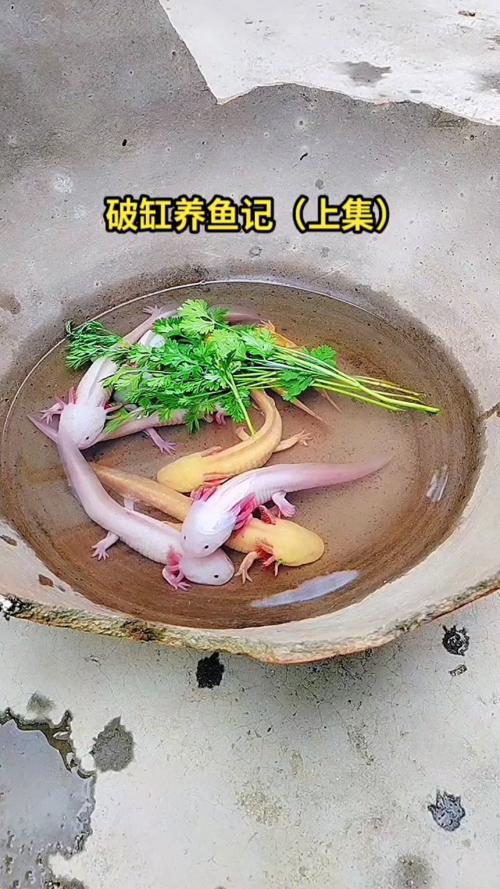 破缸养鱼记(一)