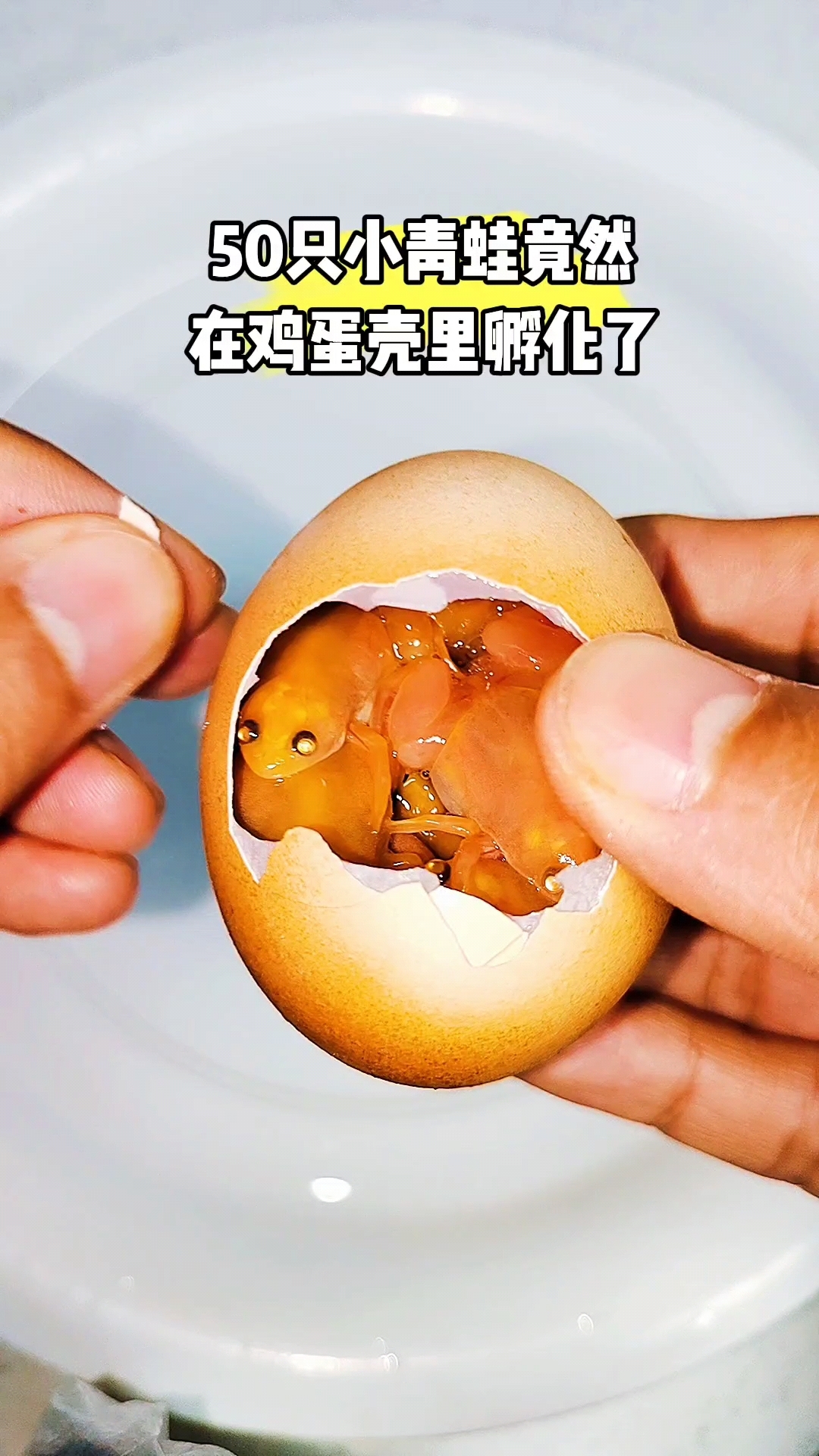 它们竟然在鸡蛋里孵化了!