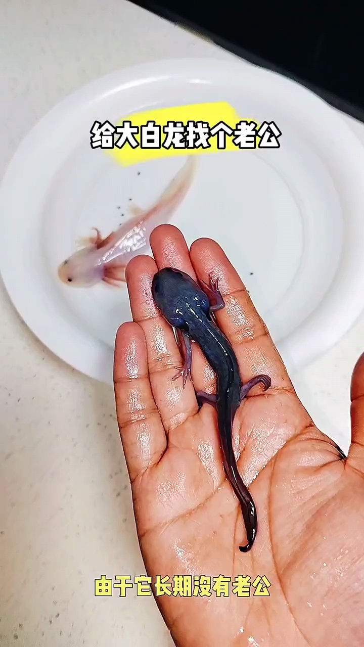 我给大白龙鱼找个老公
