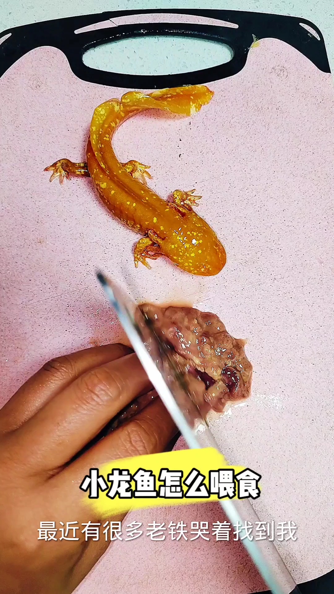 小龙鱼该怎么喂食物?