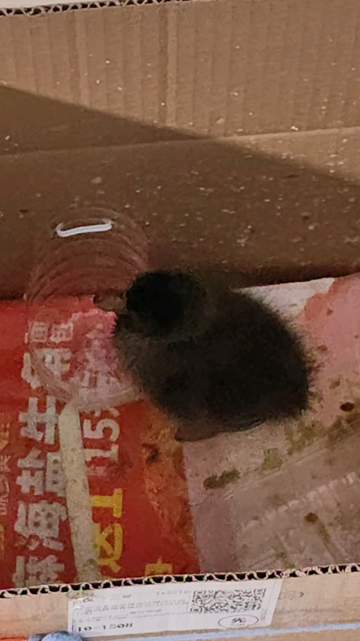 我家鸭子这是怎么了?为什么一直点头?