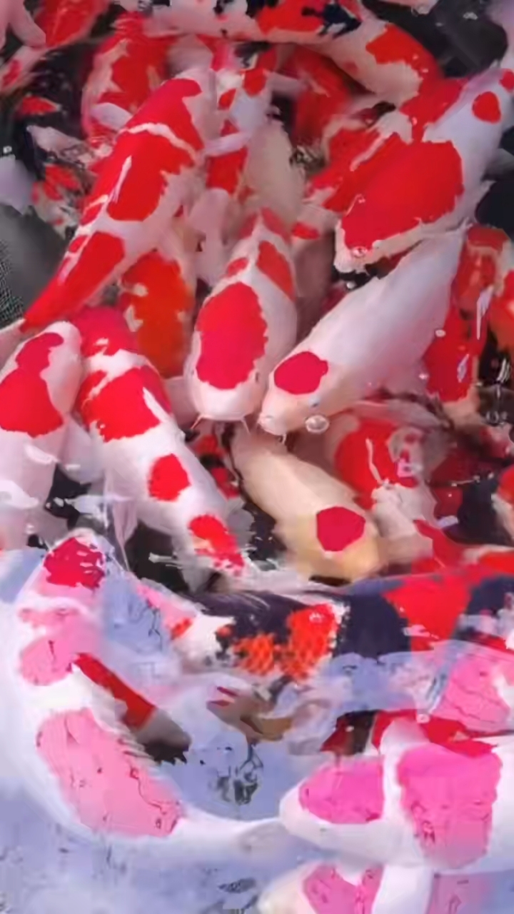 精品日本锦鲤观赏鱼鱼池养鱼淡水招财鱼红白锦鲤