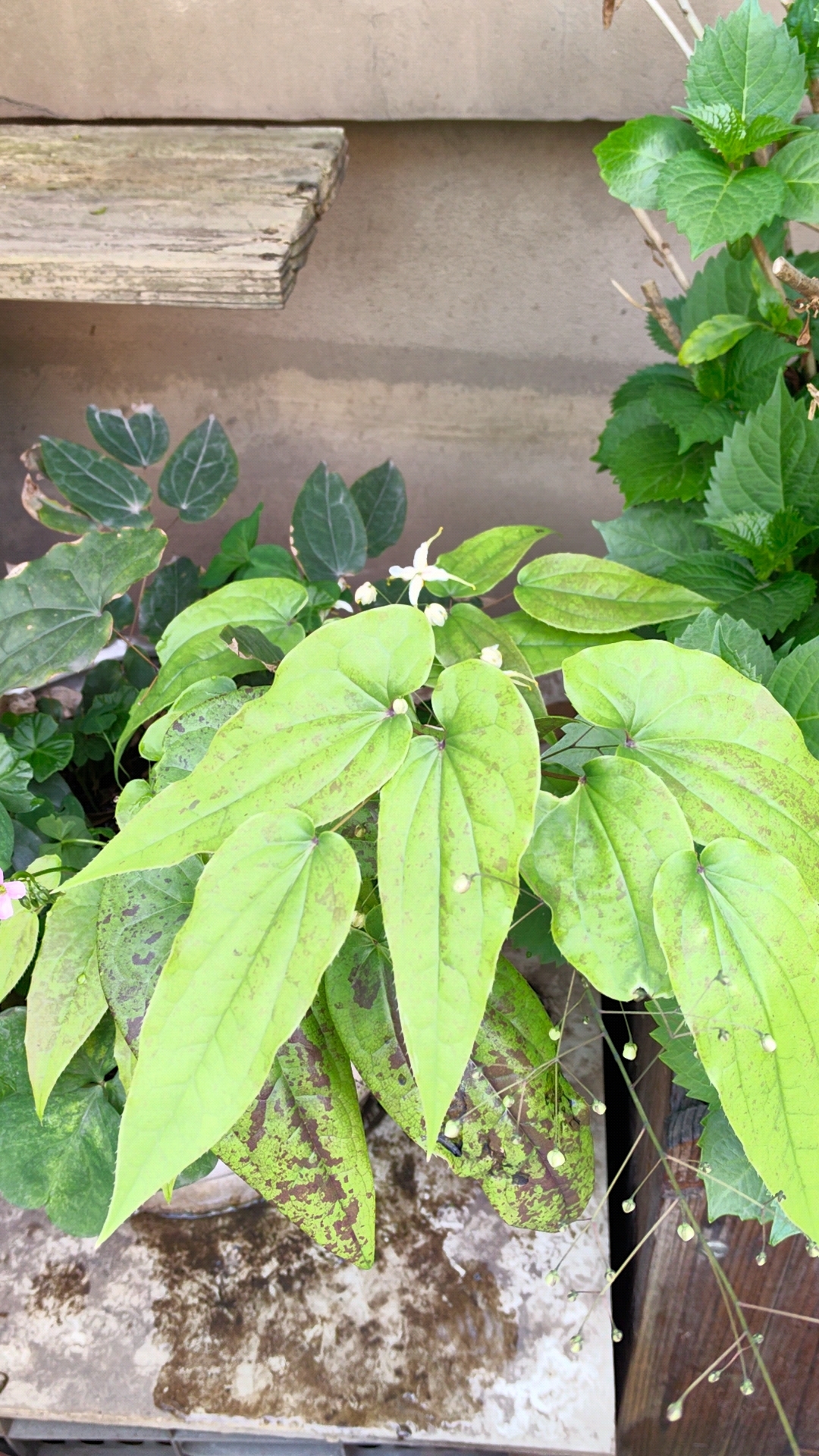 这是什么植物?有知道的吗?