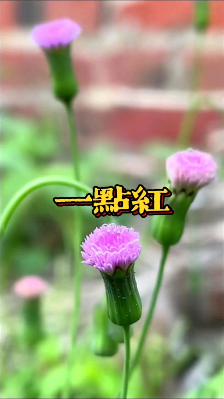 一点红,也叫紫背叶,你的家乡这种植物叫什么名字?#识百草 #