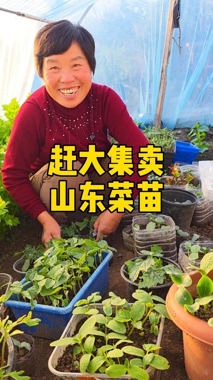 山东父母赶美国大集卖菜苗