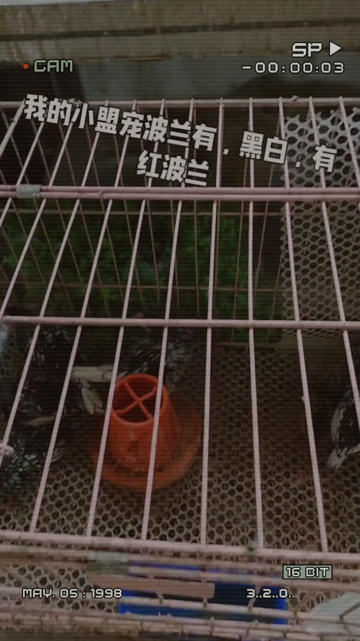 今天带朋友们看看咱家的小盟宠波兰观赏鸡