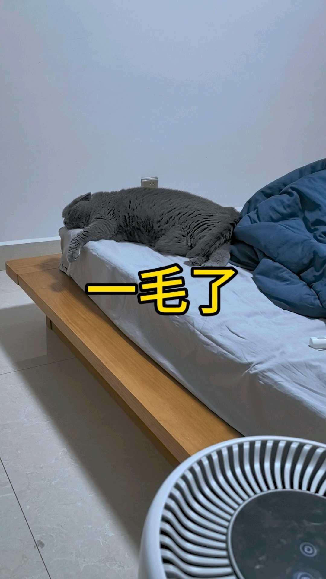 白长那14斤肉
