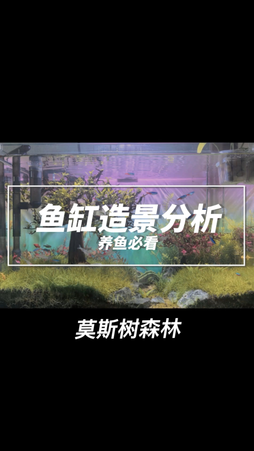 把森林搬进鱼缸，看看高手是怎么做的。#水草造景# #鱼缸#