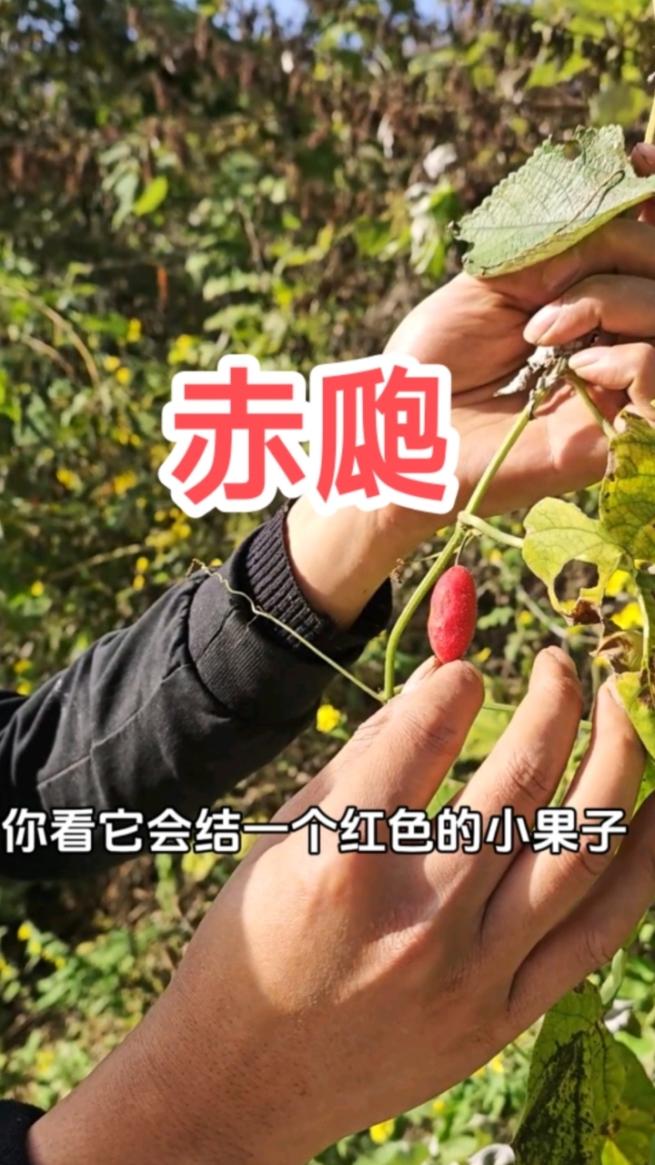 赤瓟,香、甜、苦,不太好吃
