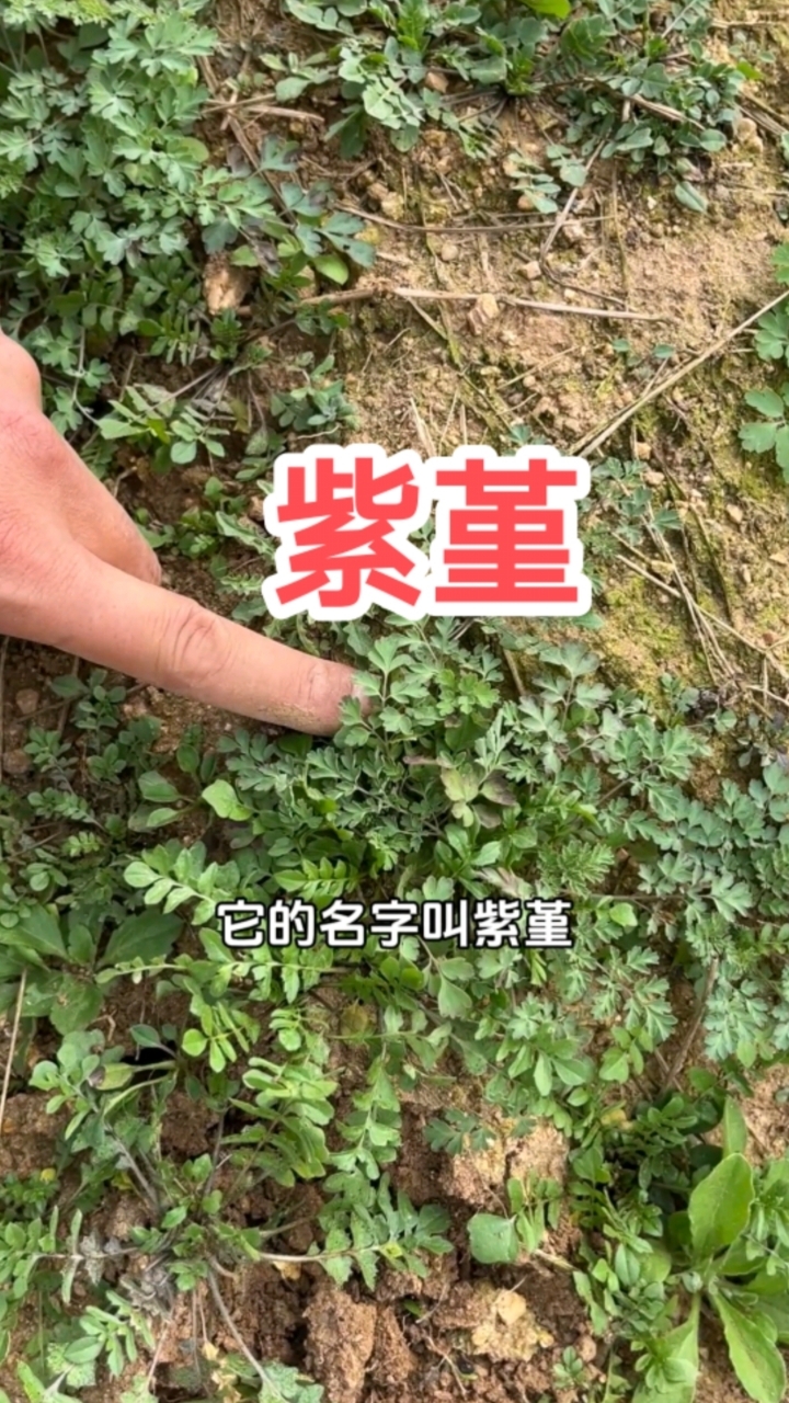 荠菜和紫堇长在一起,挖野菜要小心