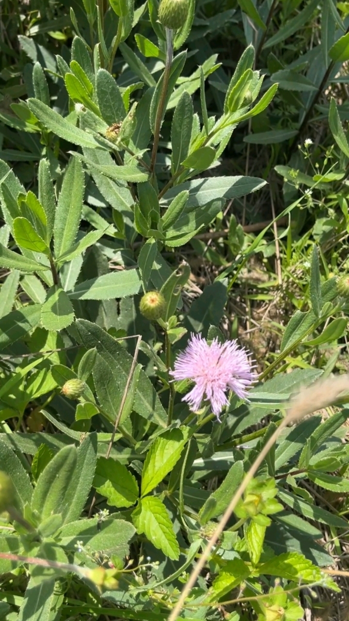 小蓟,也叫刺儿菜,也叫刺脚芽,有没有人吃过?