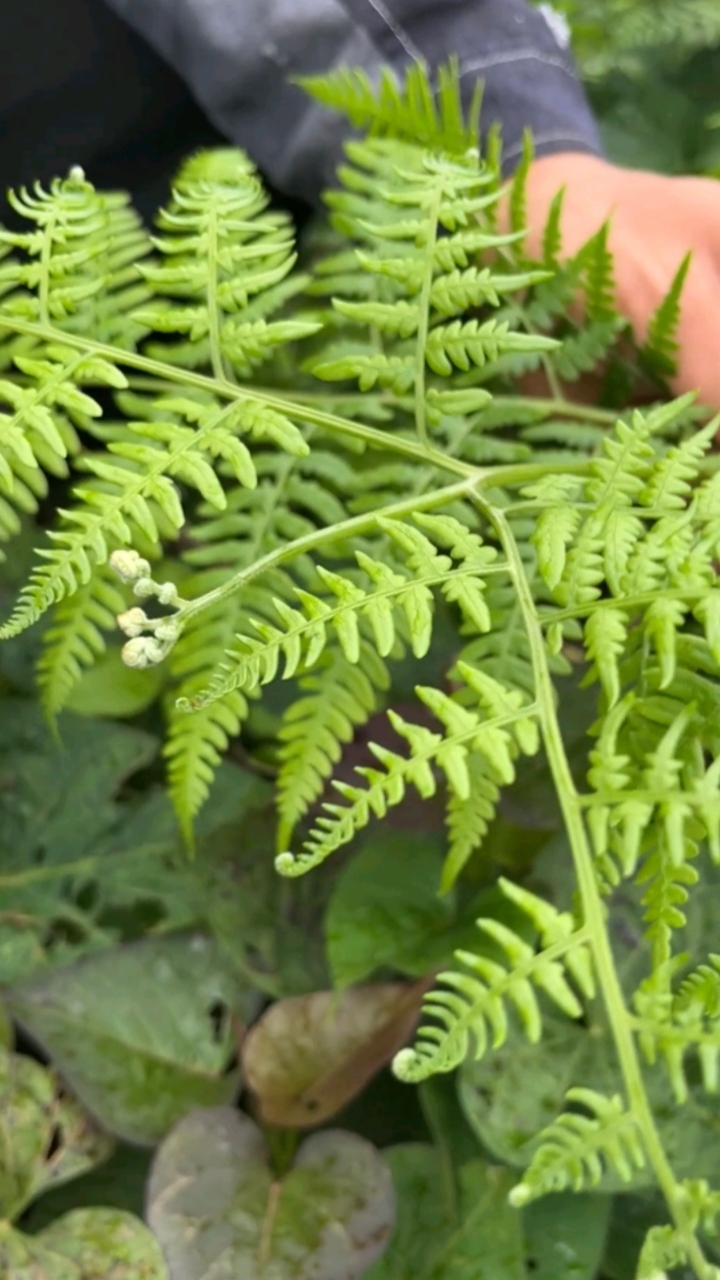 拳菜（蕨菜）长大的样子