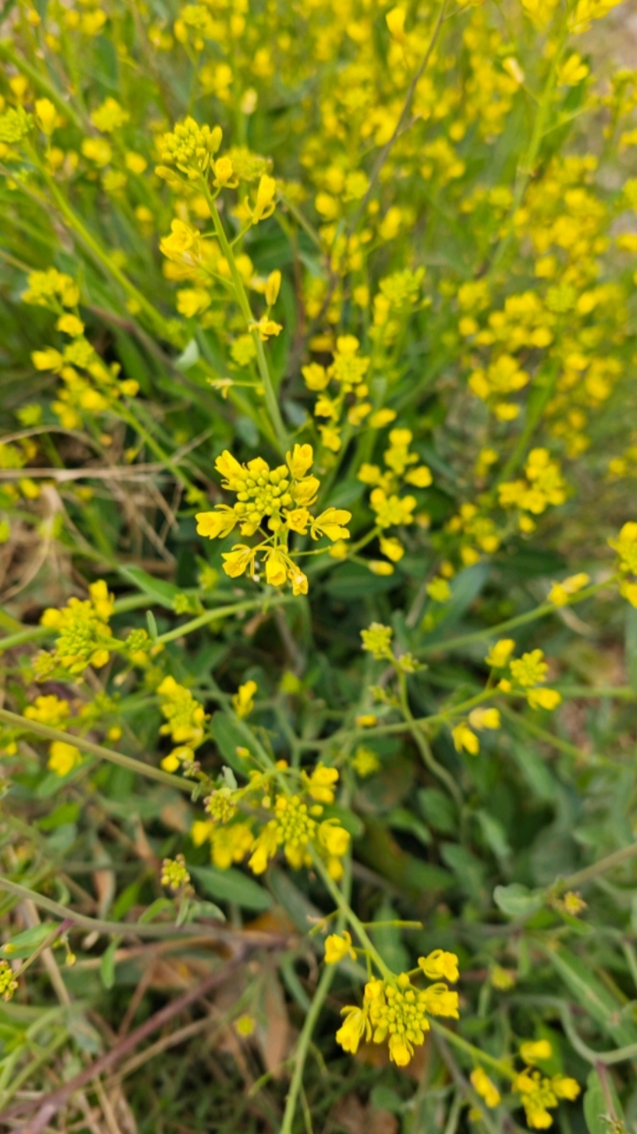 野辣菜开花了,等到种子成熟可以榨油