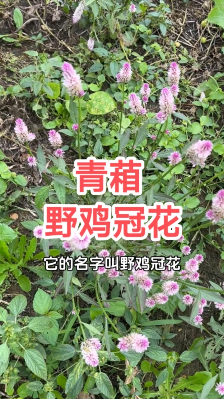 青葙,土名野鸡冠花,你见过吗?