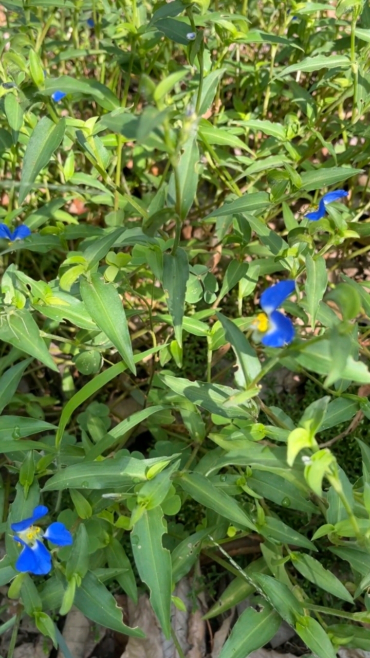 在山坡上发现一片鸭跖草,花朵超级漂亮,价值很高