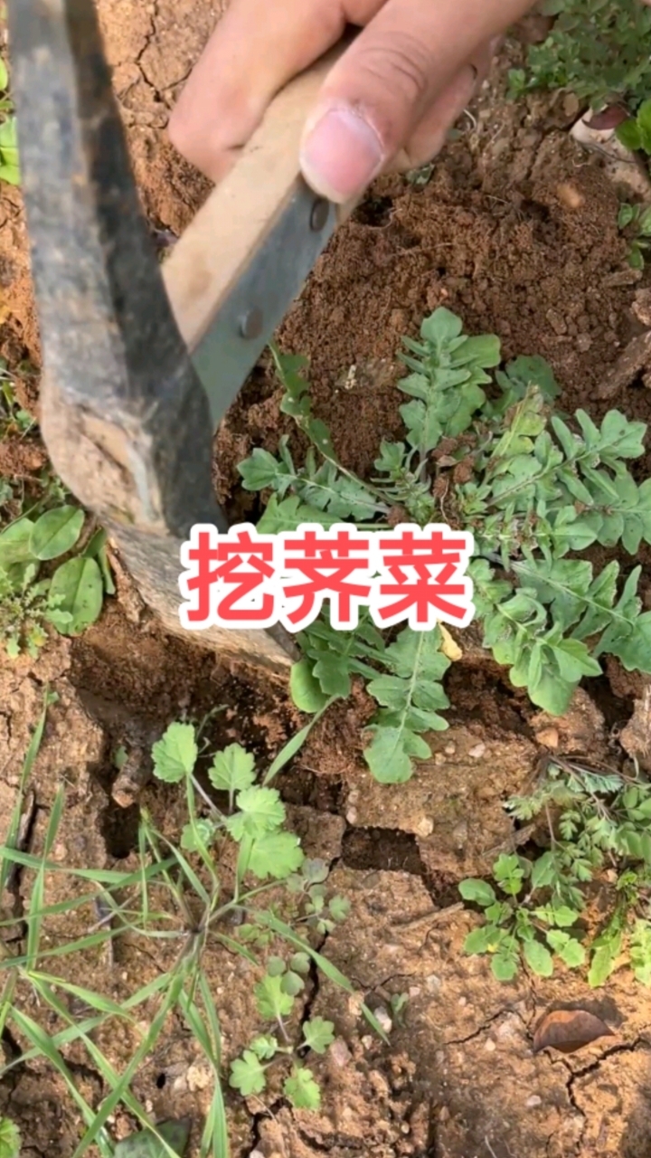 荠菜，饥荒时期的救命菜
