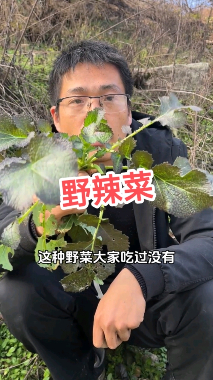 野辣菜你吃过吗？