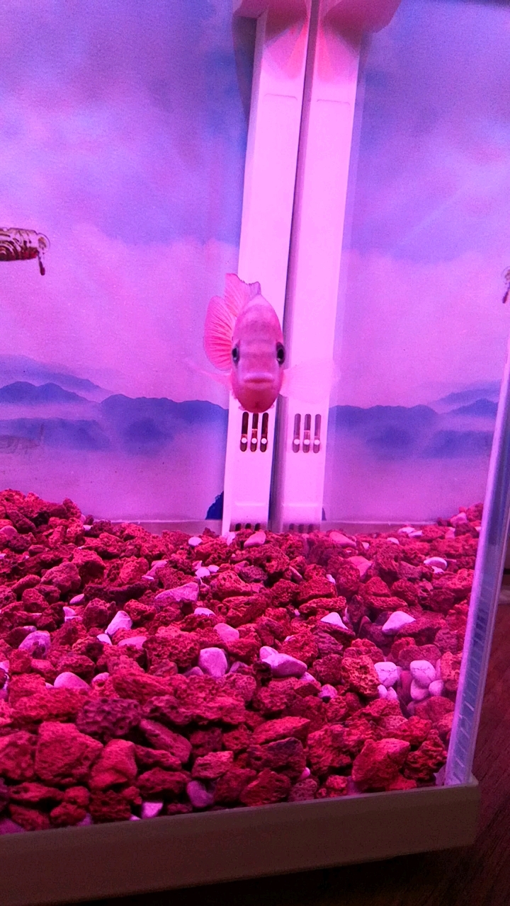 刚入手的红马鱼苗第一天留个纪念