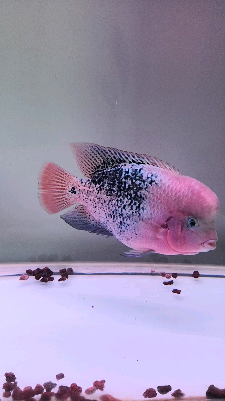 从小养大的古典罗汉鱼1岁了