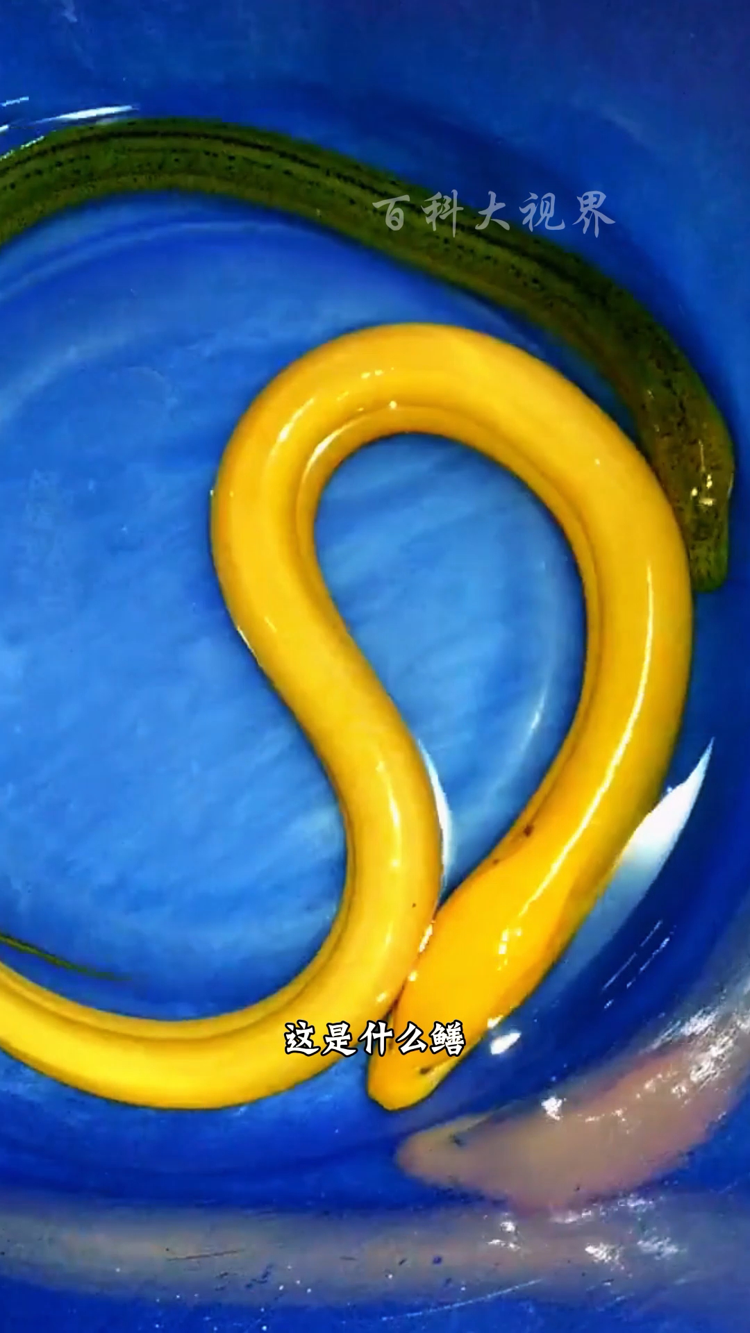 这些鳝鱼大家都认识吗?