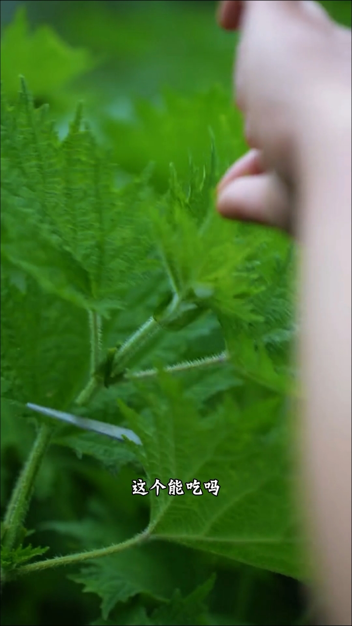 分享51种野菜,你都吃过几种?