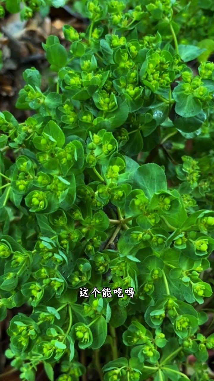 分享10种有毒“野菜”,小心吃了躺板板