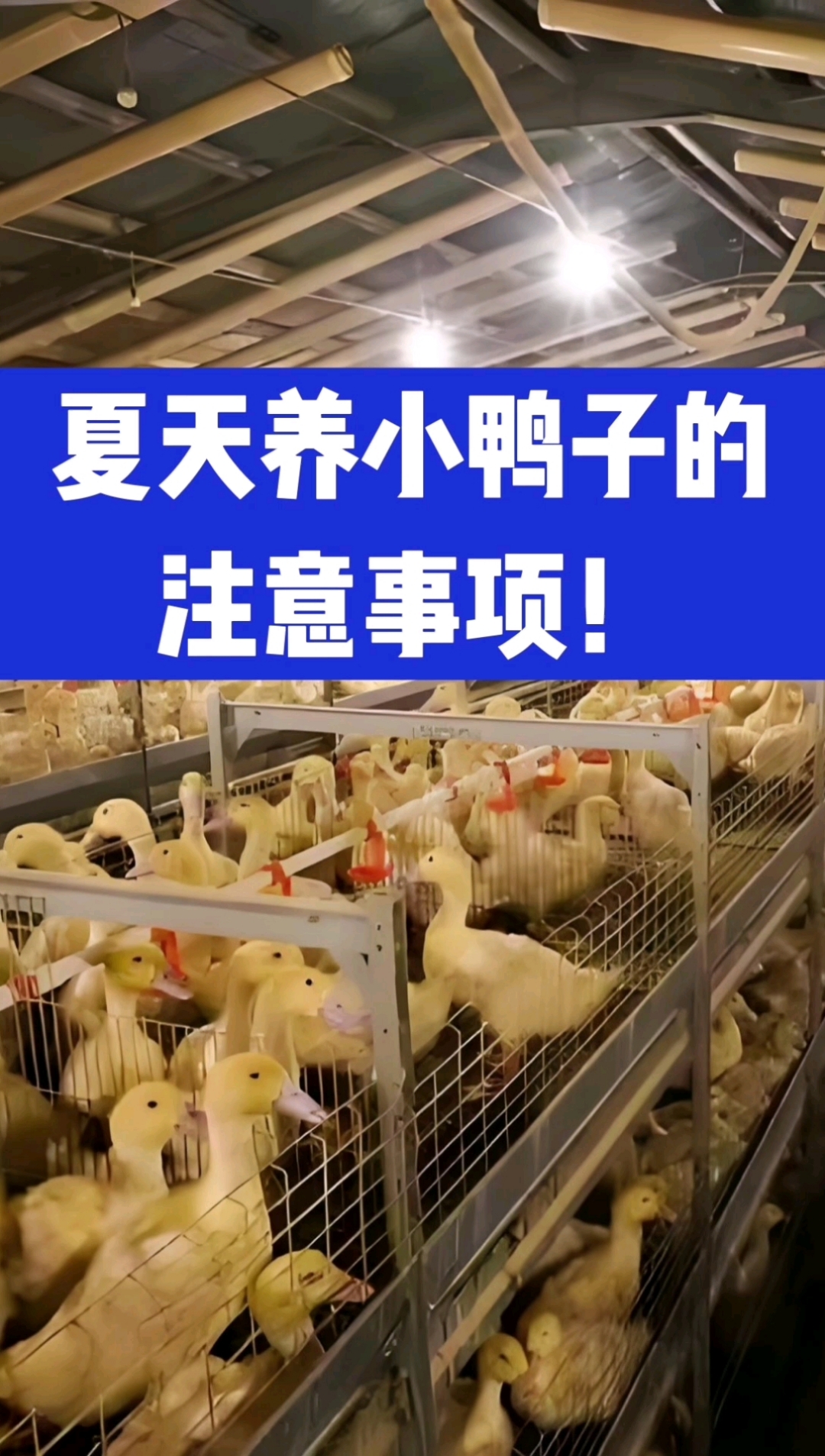 夏天养小鸭子,需要注意的重点!